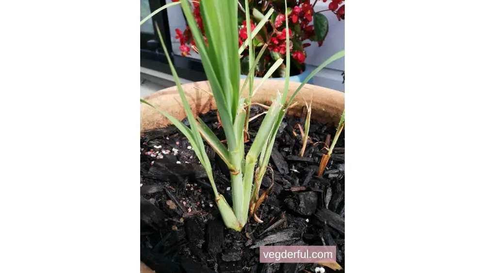 How to grow lemongrass in cold climate