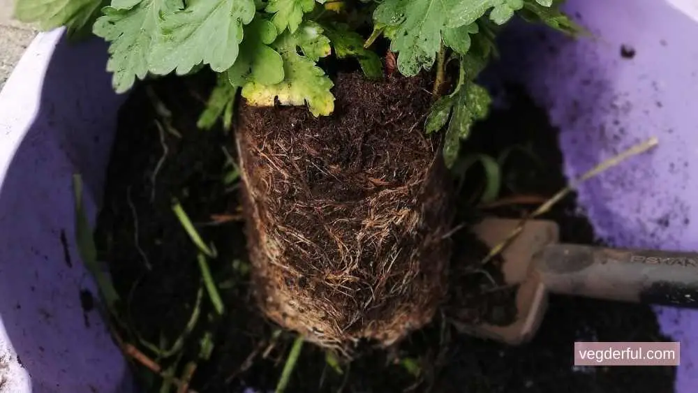 How to Loosen Root-Bound Plants (The Right Way)