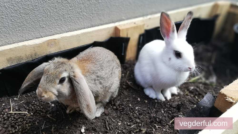 rabbit manure for garden