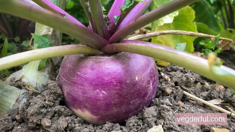 Growing Turnips from Scraps