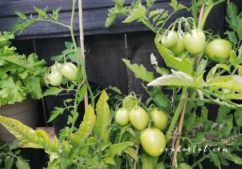 Can Tomatoes Still Grow In The Shade