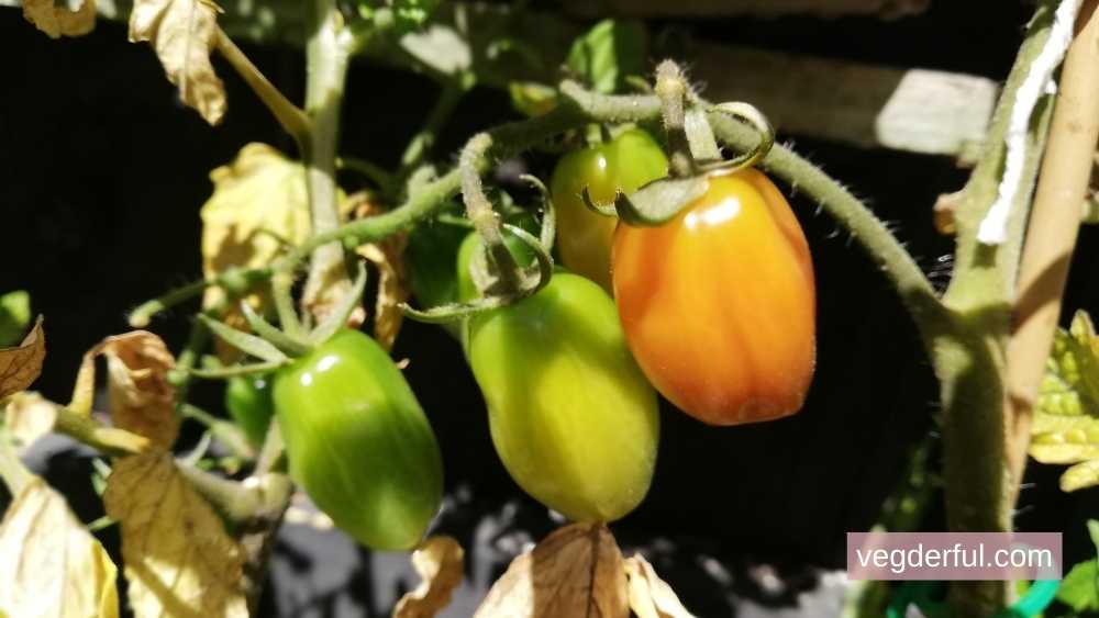 How much sunlight do tomatoes need