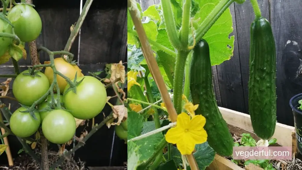 Can I Plant Tomatoes And Cucumbers Next To Each Other?