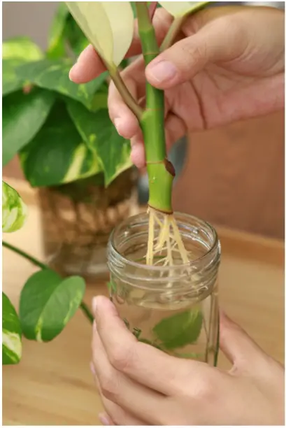 Plant cutting in a glass of water
