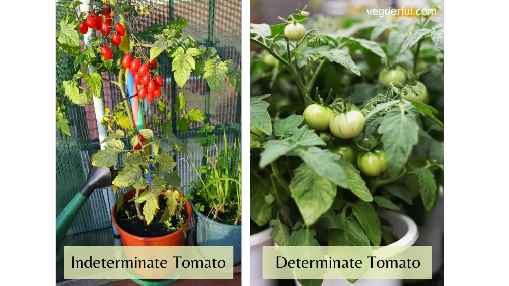 Difference Between Determinate and Indeterminate Tomatoes