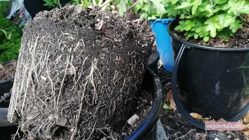 Should Roots Be Loosened (Teased) Before Planting