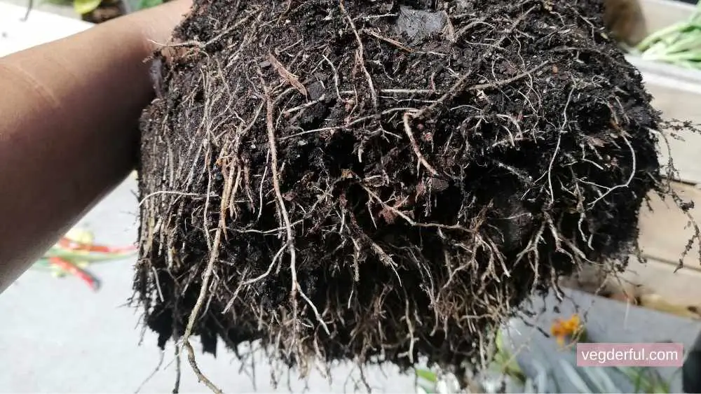 What Happens If You Cut the Roots off a Plant